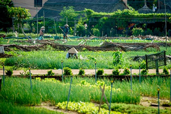 Hoi An - Central Vietnam - Countryside