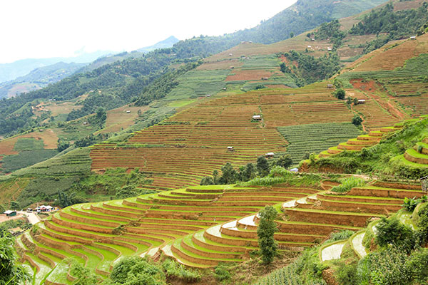 Mu cang chai et ses sublimes rizières en terrasse