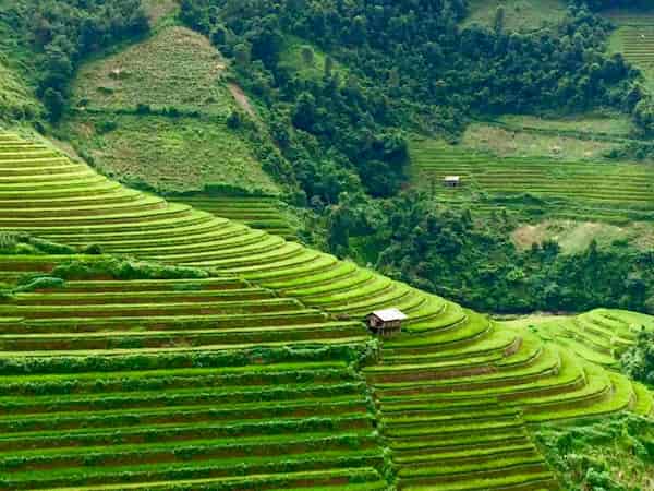  - Day 9: Bac Ha, Vu Linh - Northern Vietnam - Travel in Vietnam - Rice fields
