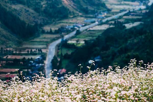 Ha Giang - Northern Vietnam - Buckwheat blossom