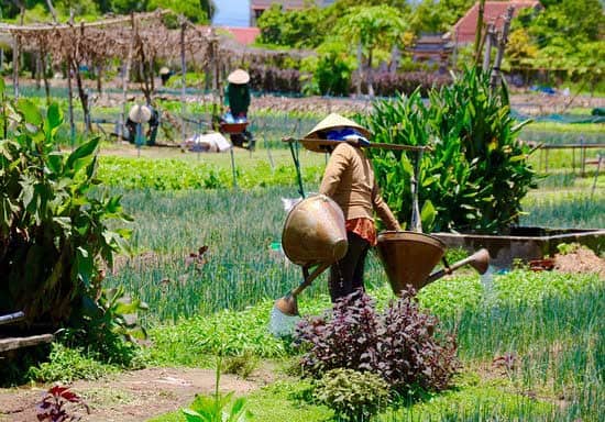 Tra Que - Central Vietnam - Farmers