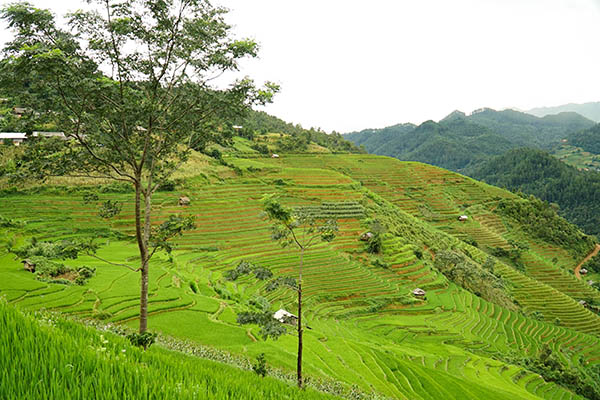 Day 3 Nghia Lo , La Pa Tan, Mu Cang Chai